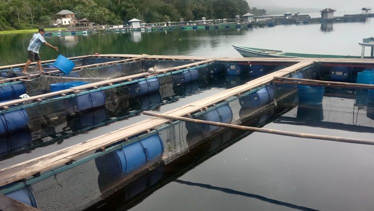 Usaha Ikan Air Tawar yang Menjanjikan di Lumbok Seminung Lambar