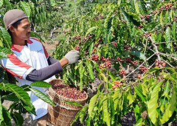 Petani Kopi di Lambar. Sumber Istimewa